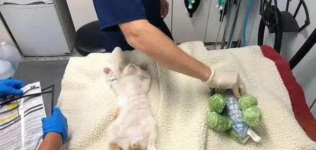 宠物母猫绝育后的恢复时间（了解宠物母猫绝育手术后的恢复需要）