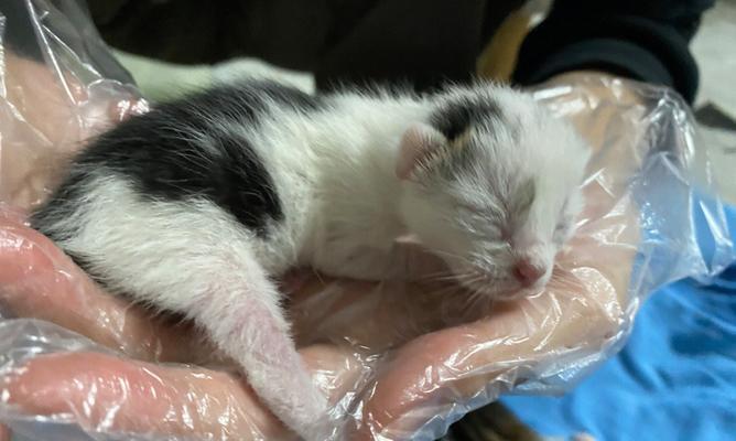母猫没有奶，小猫怎么喂（宠物主人必看）