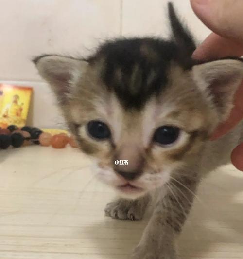 母猫如何找回丢失的小猫（宠物主人必读的寻找小猫技巧分享）
