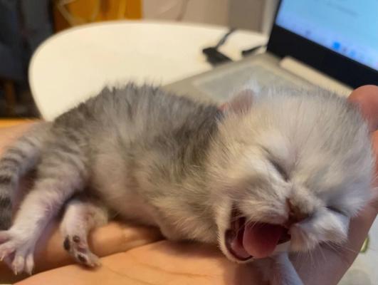 母猫生完小猫为何能睡（探究母猫产后睡眠的原因与重要性）