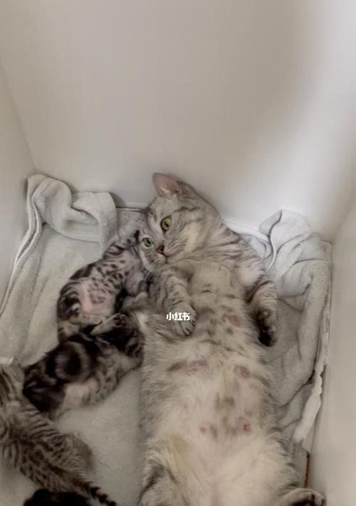 母猫生下来小猫吃什么？——小猫的食物需求与营养需求分析