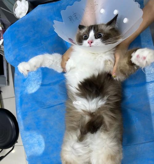 母猫生小猫后的绝育时间（减少宠物数量）