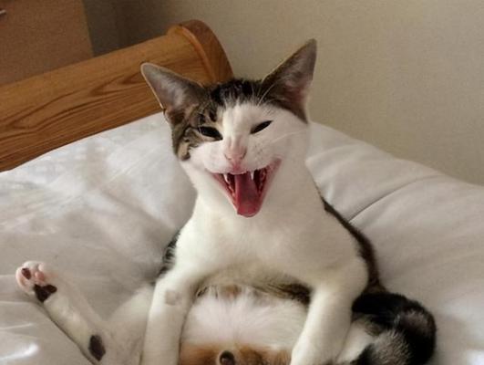 母猫一次喂养小猫数量的控制（宠物养护）
