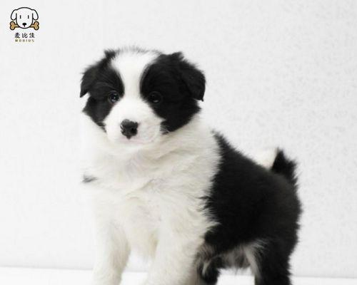 如何解决牧羊犬长期拉稀问题（以宠物为主）