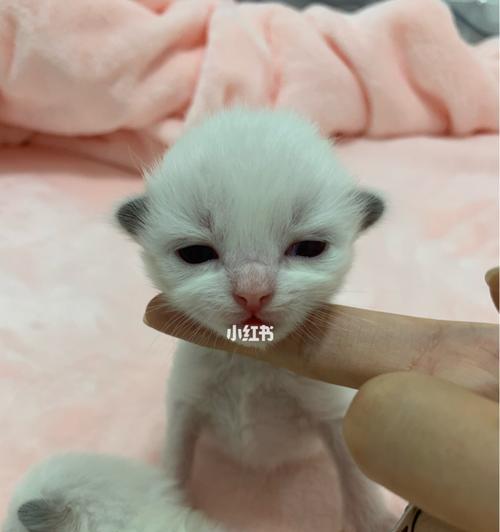 如何处理宠物猫没喝完的奶（避免浪费）