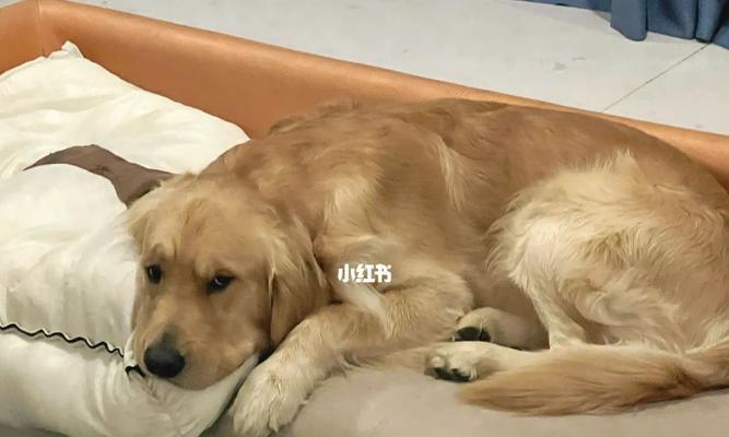 配完狗后还流血，到底是怎么回事（了解宠物配种中的安全问题和常见疾病）