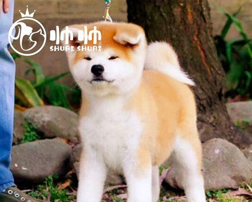 秋田犬怀孕一窝产多少（探究秋田犬繁殖特点及注意事项）