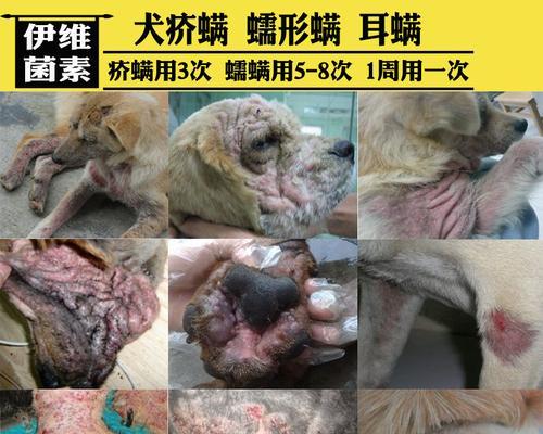 犬的蠕形螨（了解犬的蠕形螨）