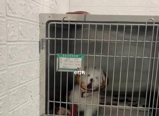 揭秘犬瘟狗狗抽——保护宠物健康的必备知识（从犬瘟病毒的传染途径到接种抗疫苗）