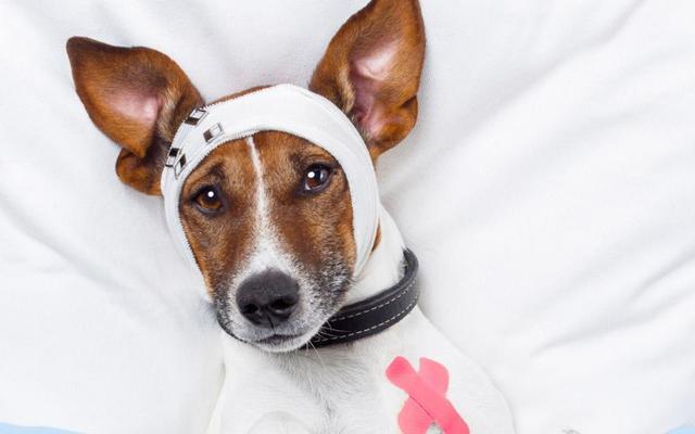 如何治疗宠物犬瘟热老打喷嚏（宠物犬瘟热常见症状及治疗方法）