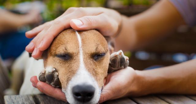 宠物犬瘟热抽搐怎么办（教你如何应对宠物犬瘟热引发的抽搐）