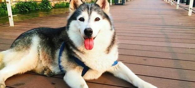 以犬肘肿为主题的宠物饲养注意事项（预防与治疗）