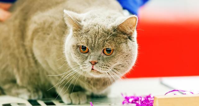 如何降低猫咪攻击性（宠物猫咪的攻击性问题及解决方法）