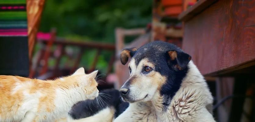 如何迅速让猫咪喜欢你（宠物爱好者必看）