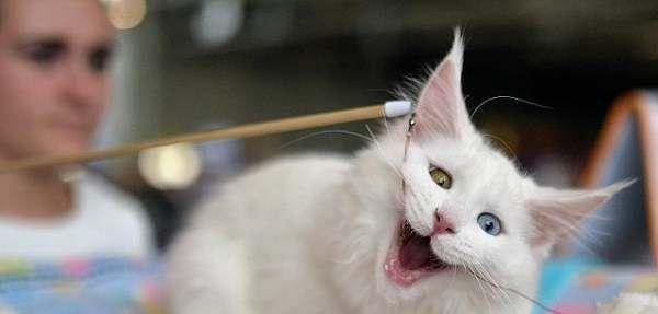 如何训练不听话的小猫（教你从宠物角度化解猫咪不听话问题）