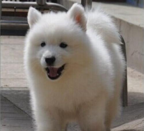 如何让萨摩耶成犬健康地增重（以宠物为主的饮食）