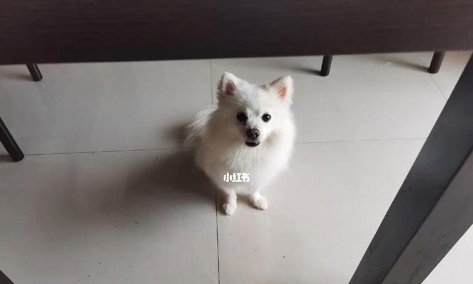 如何科学养护三个月大的小狗（以宠物为主）