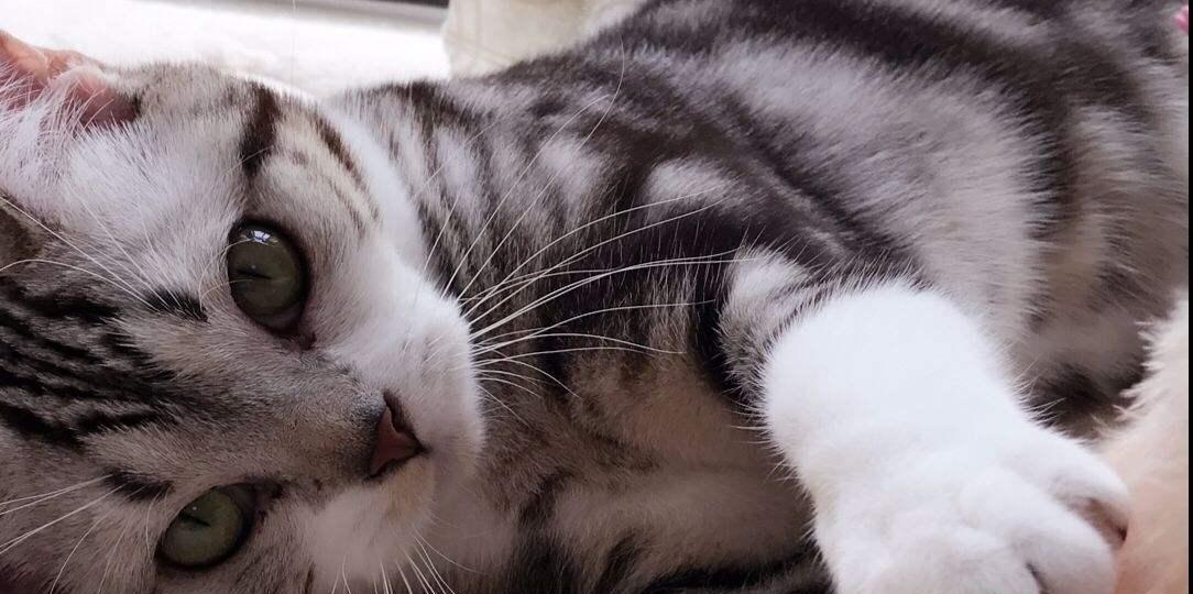 三个月大的小猫真让人头疼（如何应对小猫的各种麻烦）