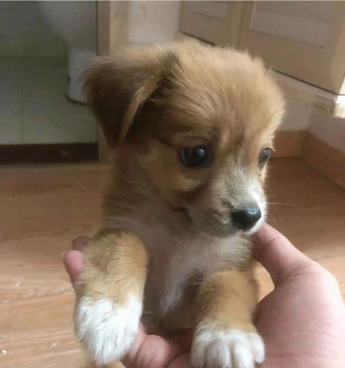 田园犬三个月应吃什么（宠物健康从饮食开始）