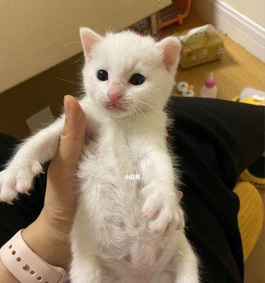 三个月猫的饮食指南（如何为你的宠物猫提供合适的饮食）
