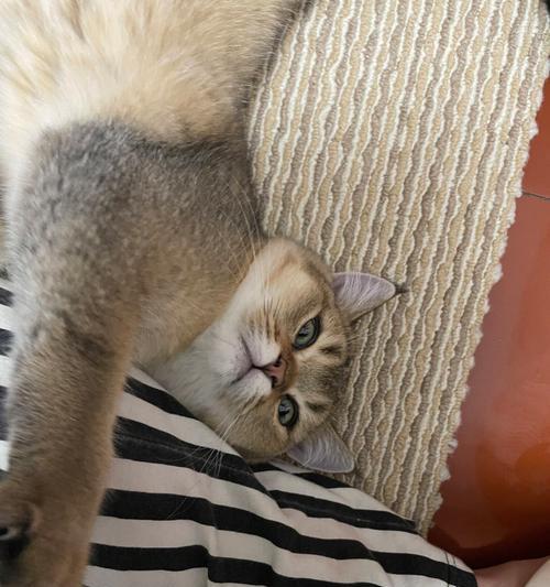 三个月小猫为何经常肚子咕咕叫（探究小猫肚子咕咕叫的原因）
