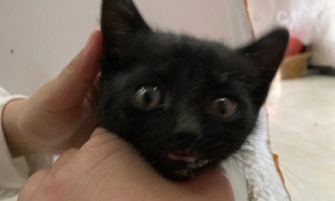 三个月小猫干呕问题的探究（宠物主人必读！小猫为何干呕三个月）