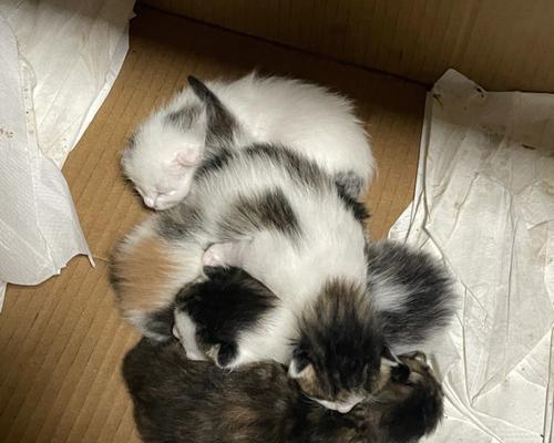 小猫突然吐出三个月，你需要知道的原因和应对方法（宠物养护攻略）
