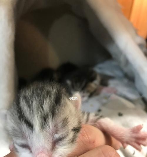 小奶猫喝奶指南（如何正确喂养三天大的小奶猫）