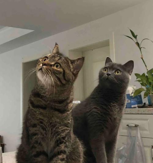 养猫初学者必读（养猫初学者必读）
