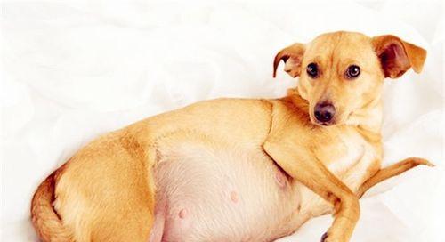 狗狗生产中腿先出来怎么办（如何保护母狗和幼犬的健康）
