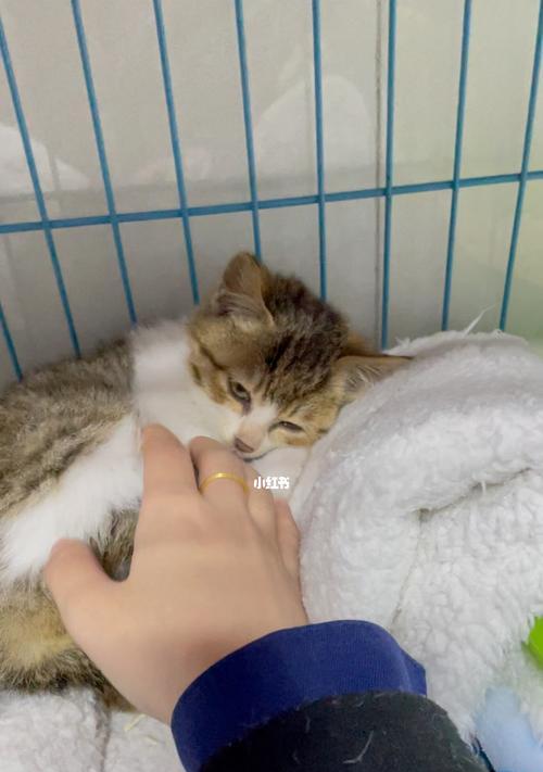 寻找小猫新家的必看指南（在哪里领养小猫）