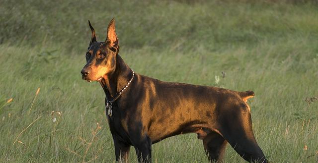 犬宠毒性（如何避免犬宠中毒）
