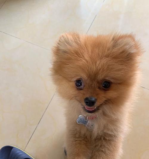 毛发脱落成桃心状，你的狗狗需要关注的问题（桃心状脱毛的狗狗到底得了什么病）