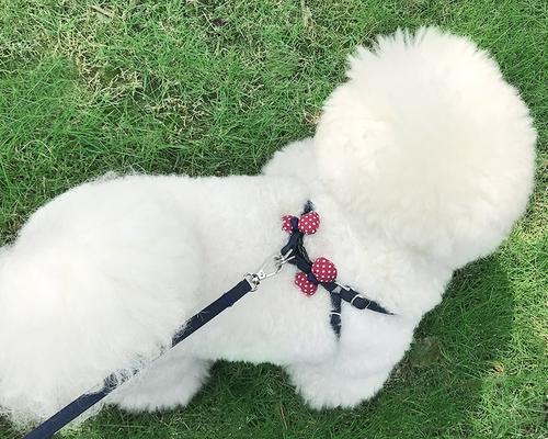 如何选择一款不易脱落的宠物狗绳（安全、舒适、耐用）