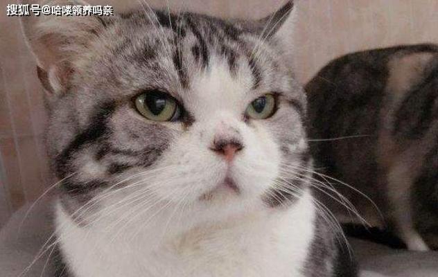 探究猫咪腮部膨胀现象的背后（探究猫咪腮部膨胀现象的背后）