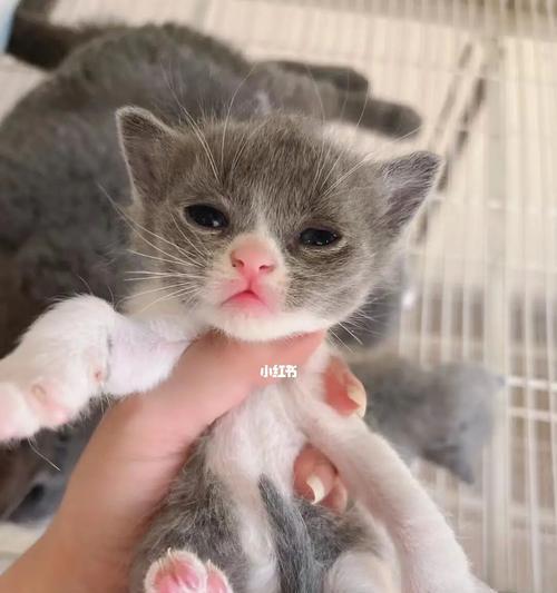 小猫四个月会有病吗（宠物主人必知的小猫健康问题）