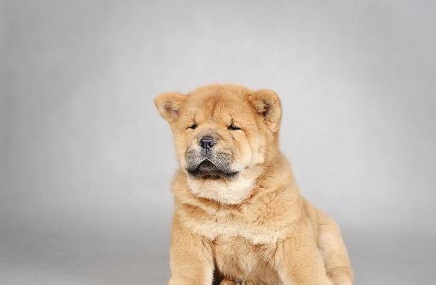 松狮犬耳朵流脓应该怎么办（详解治疗松狮犬耳朵流脓的方法）