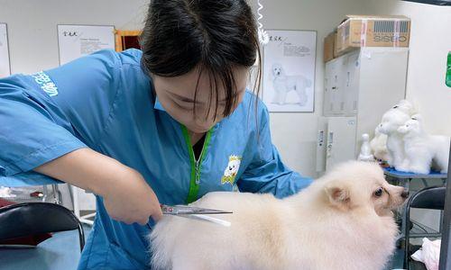 宠物犬培训学校费用详解（送狗去培训学校）