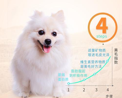 泰迪犬何时能吃成犬狗粮（让宠物更健康地成长）