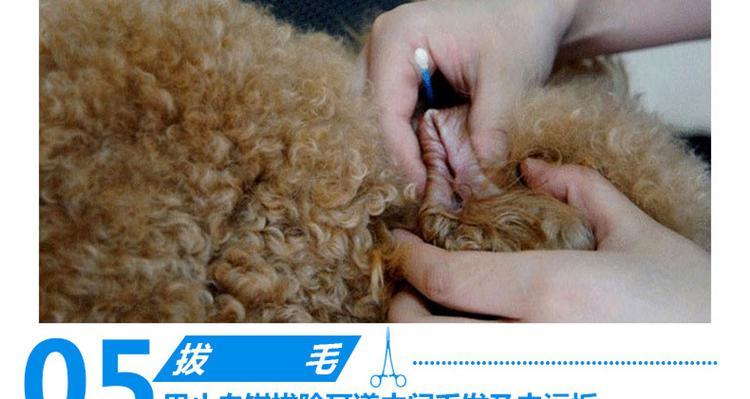 泰迪狗狗拔耳毛的正确方法（减轻狗狗耳部不适）