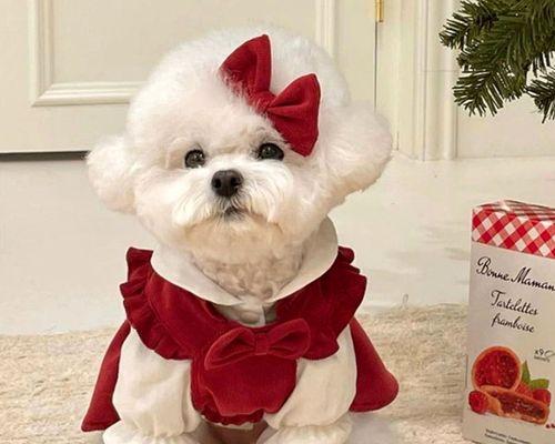 泰迪狗狗总呲牙怎么办（宠物犬牙为患）