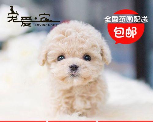 泰迪狗脚发红的原因及解决方法（宠物泰迪狗的脚掌发红症状分析及家庭护理）