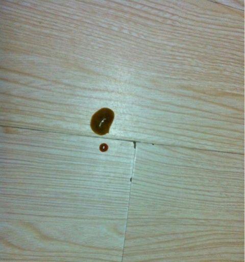 泰迪狗拉屎稀如何应对（以宠物为主）