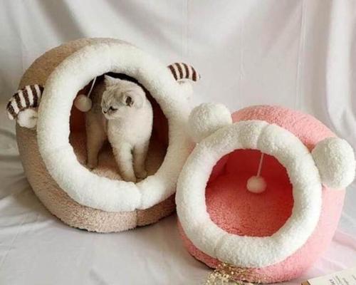 泰迪狗四岁掉牙怎么办（宠物的口腔健康保护方案）
