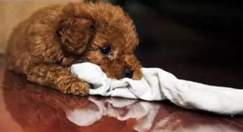 泰迪犬发烧后的护理指南（如何给宠物泰迪犬提供全方位的关爱）