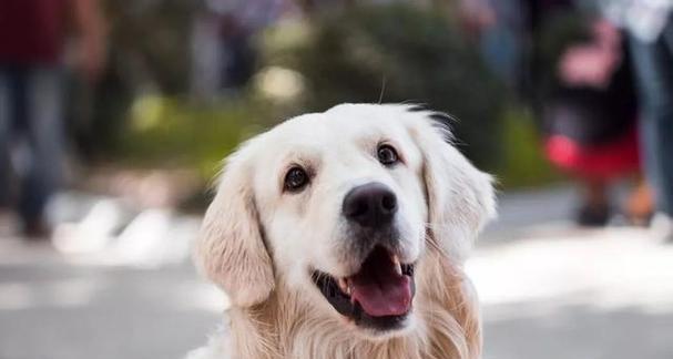 如何治疗泰迪犬翻肠子（以宠物为主）