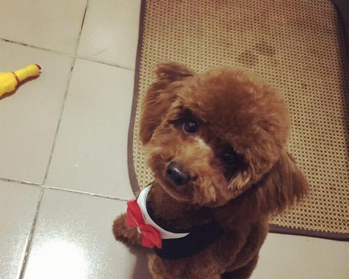 了解泰迪犬配种可能造成的影响，从而保护宠物健康（了解泰迪犬配种可能造成的影响）