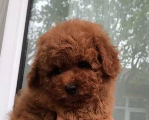 如何处理以太迪狗狗牙黄问题（宠物美容重要性与狗狗牙齿健康）