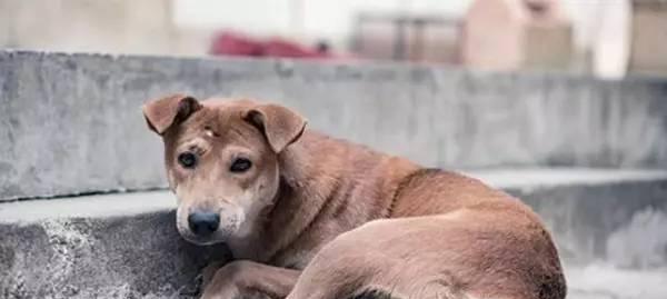 天生小狗也有狂犬病（了解宠物狂犬病的前因后果及预防措施）