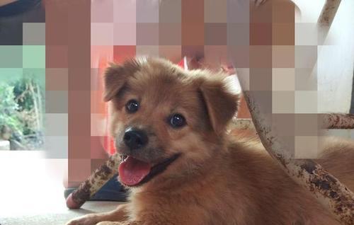 土狗头部脱毛原因与处理方法（宠物养护必知）